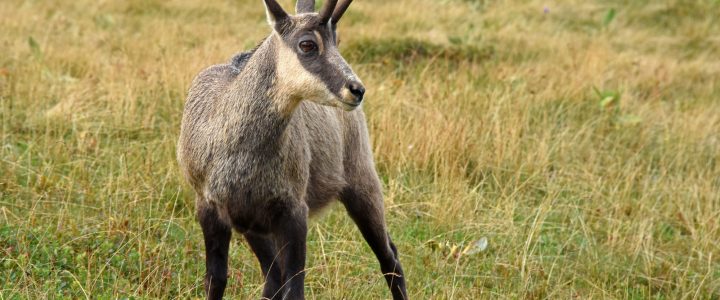 Splendide séjour dans les Vosges
